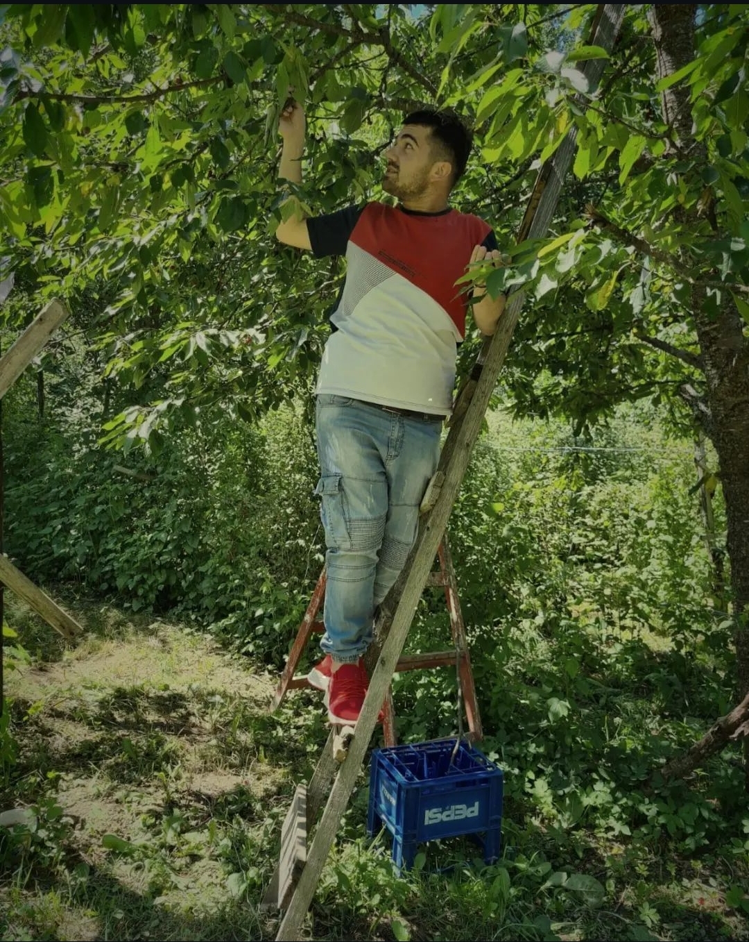 Kad trešnje pobegnu visoko 🍒🤔🍒🤔 slika